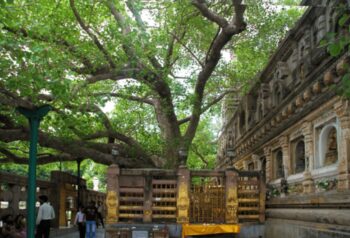 Bodh Gaya Bodhi Tree